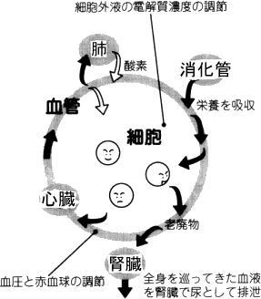 腎臓のしくみ