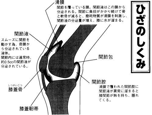 ひざのしくみ