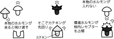 お茶の成分カテキンが環境ホルモンを防ぐ