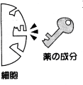 薬の成分